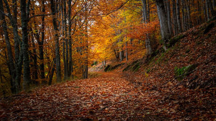 Obraz premium Outono