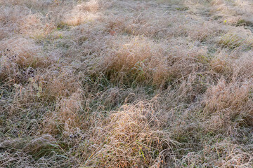 Different grass covered with hoarfrost on meadow in sunny morning