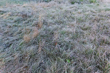 Different grass covered with hoarfrost on meadow in autumn morning