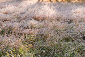 Different grass covered with hoarfrost on meadow in sunny morning