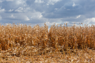 Ripe corn on field against cloudy sky in sunny day