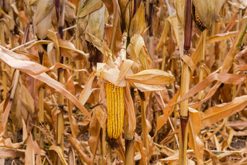 Ripe corn ears on the dry stems on corn field