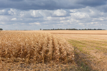 Fields of ripe corn against cloudy sky in sunny day