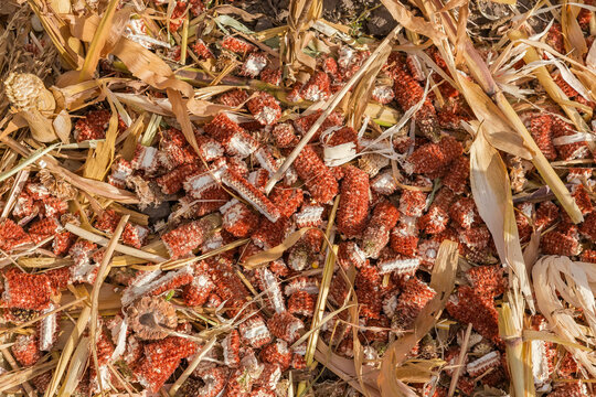 Shredded stems and corncobs on corn field after a harvesting
