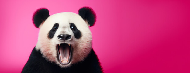 Surprised and shocked panda on pink background. Emotional animal portrait. With copy space.