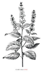 Clary sage botanical vintage illustration black and white clip art - 662863919