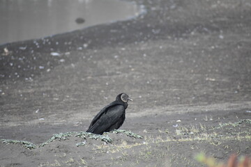 Jote descansando en la playa