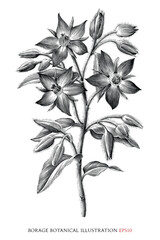 Borage botanical vintage illustration black and white clip art