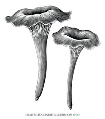 Craterellus cinereus mushroom botanical vintage illustration black and white clip art - obrazy, fototapety, plakaty