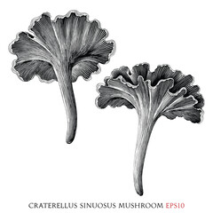 Craterellus sinuosus botanical vintage illustration black and white clip art - 662863951
