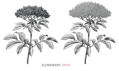 Elderberry botanical vintage illustration black and white clip art - 662863961