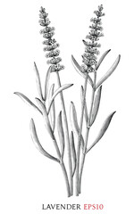 Lavender branch vintage illustration black and white clip art