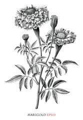 Marigold botanical vintage illustration black and white clip art - 662863987