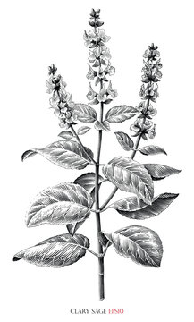 Clary sage botanical vintage illustration black and white clip art
