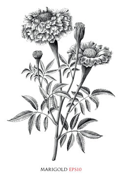 Marigold botanical vintage illustration black and white clip art