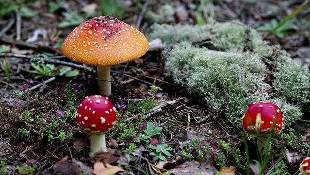 Amanita muscaria. The beautiful wild forest mushroom Amanita muscaria grows near moss and lichen.