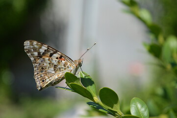 Macro butterfly red Admiral on boxwood bush, Vanessa atalanta