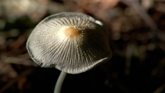 The grey ribbed cap of the forest mushroom Parasola auricoma. Inedible mushrooms.