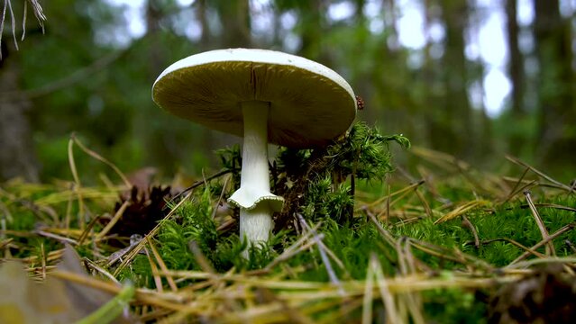 One of the most poisonous mushrooms in the world. Amanita citrina or other names: False Death Cap, Citron Amanita.