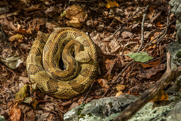 Timber rattlesnake basking on the forest floor in autumn at a New York den site 
