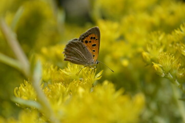 Orange urticaria butterfly sitting on yellow flowers