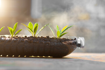 Seeding, gardening In a plastic bottle. Recycling to reduce waste to zero. environmental concept