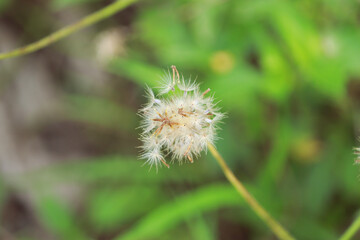 Round dandelions with bokeh effect 