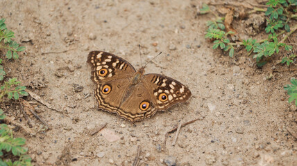 Butterfly on the ground in the garden
