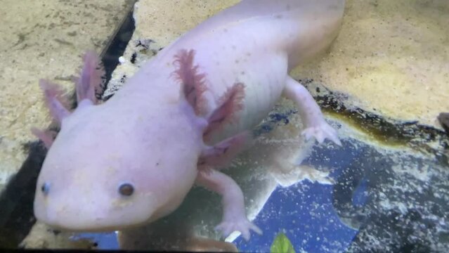 Ein Axolotl im Aquarium. Der Axolotl ist ein aquatil lebender mexikanischer Schwanzlurch aus der Familie der Querzahnmolche. 