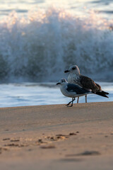 Seagulls on the beach at dawn.