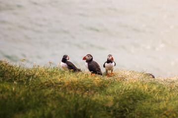 The Puffin Clan