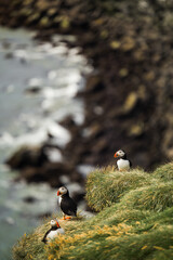 A Puffin Family's Moment