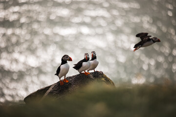 A Puffin Family's Bond