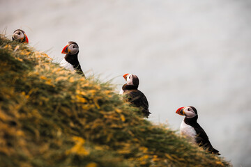 Puffins in Harmony