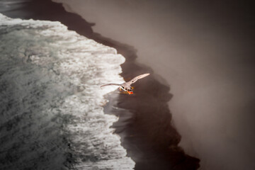 Puffin Soaring Above Icelandic Cliffs