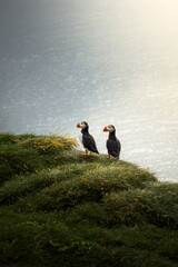 Icelandic Puffins on a summer day