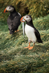 Puffin with Fish in Iceland