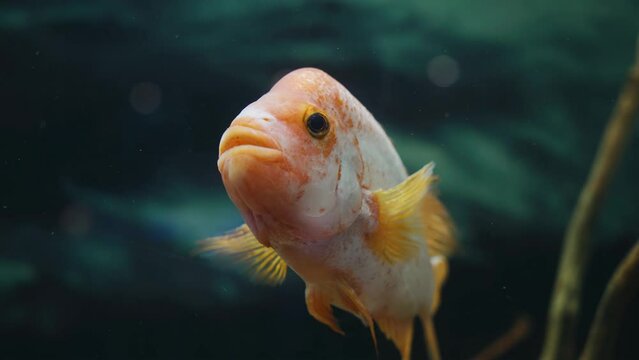 Very close-up of the fish in the aquarium. The fish is interested and looks at the camera