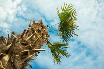 palma daktylowa na tle niebieskiego nieba, wakacje pod palmą