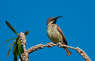 Female adult Amethyst sunbird (Chalcomitra amethystina) perched on a bottlebrush tree in a private garden in Uniondale, Western Cape.