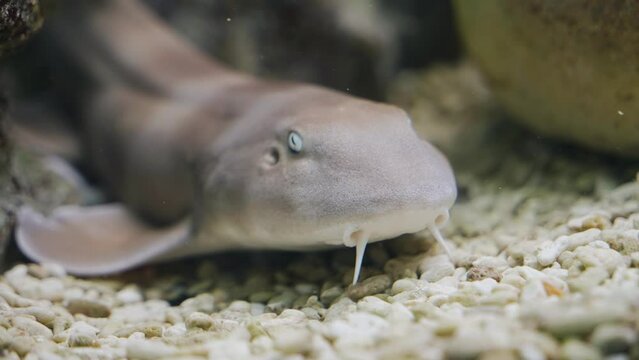 Very close-up of the fish in the aquarium. The fish looks directly into the camera