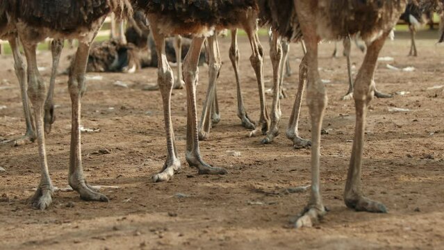 Powerful long legs without feathers of adult ostriches walking slowly on brown ground on a farm on warm season. Two-toed feet with sharp claw of ostriches. High quality 4k footage