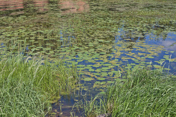 A pond with water lilies.