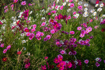 
cosmos flower