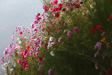 Fototapeta premium cosmos flower