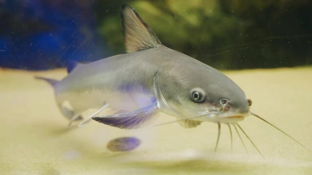 The fish that swims in the aquarium looks directly into the camera. Close-up shooting