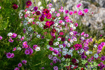 
cosmos flower