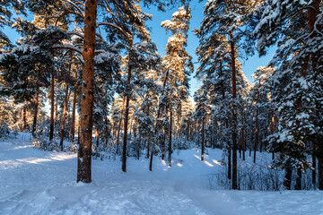 Winter pine forest in the sunny day.