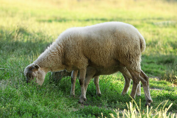 Naklejka na ściany i meble Beautiful sheep and lamb grazing on green pasture. Farm animal