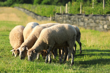 Many beautiful sheep grazing on pasture. Farm animal